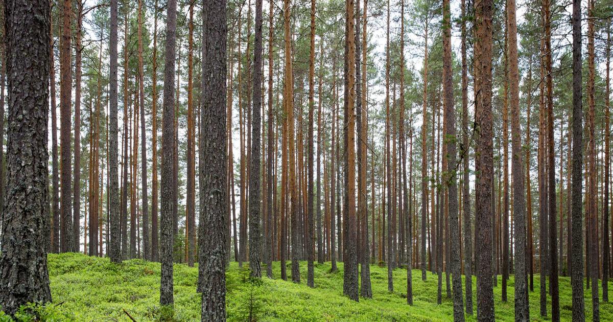 доджи — оптимальные настройки параметров индикатора