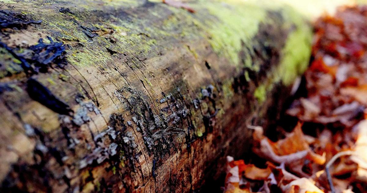 зональный трейдинг марк дуглас аудиокнига скачать — принцип работы и торговые сигналы на форекс